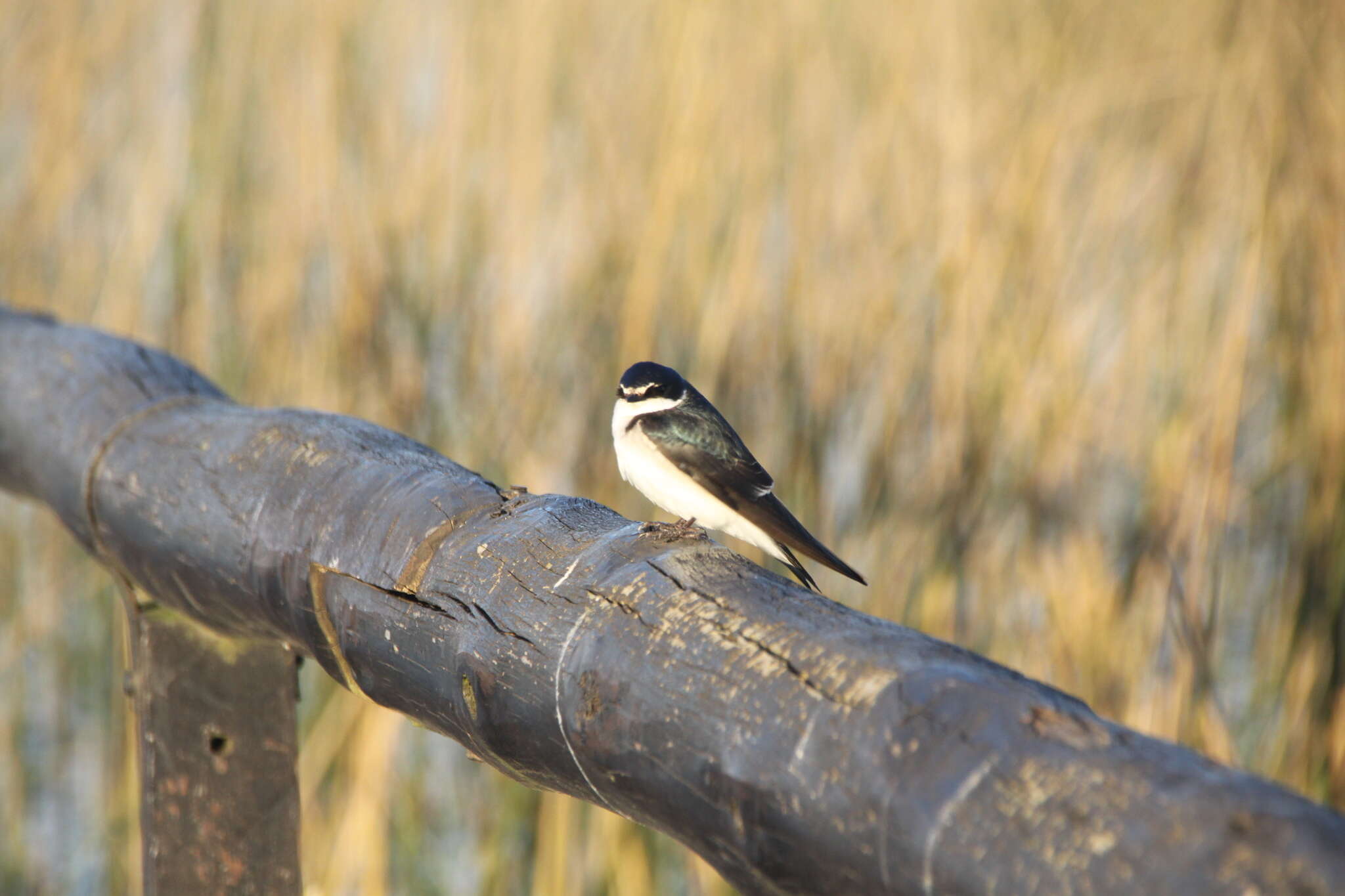 Tachycineta leucorrhoa (Vieillot 1817) resmi