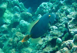 Image of Barred Filefish