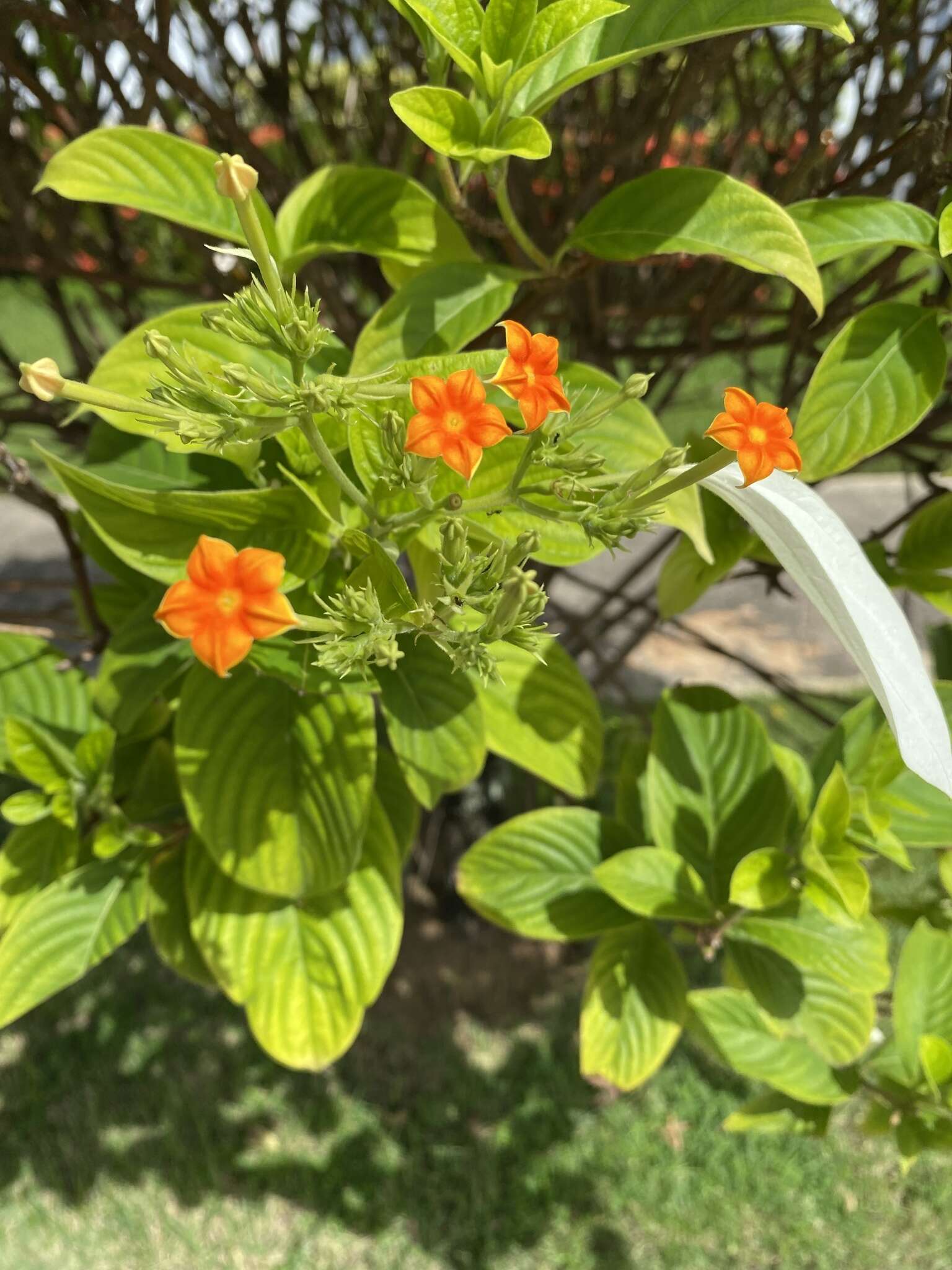 Image of White flag bush