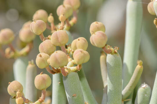 Image of Euphorbia arbuscula Balf. fil.