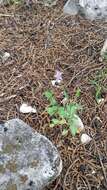 Image of splitleaf gilia