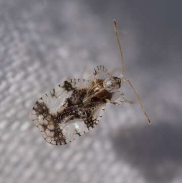 Image of azalea lace bug