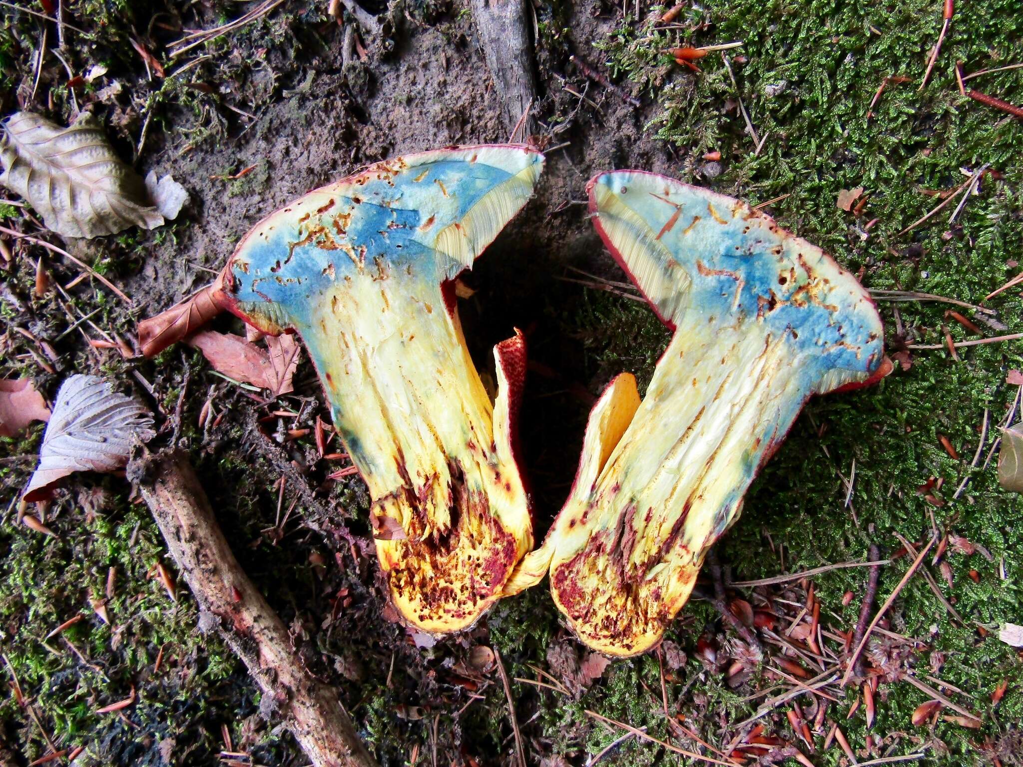 Image of ruddy bolete