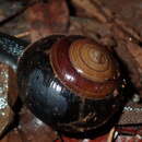 Image of <i>Figuladra incei curtisiana</i>