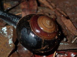 Image of <i>Figuladra incei curtisiana</i>