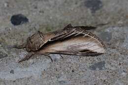 Image of Greater Swallow Prominent