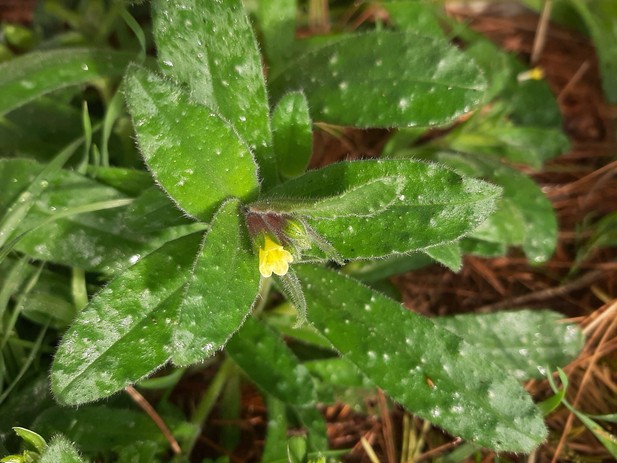Image of yellow monkswort