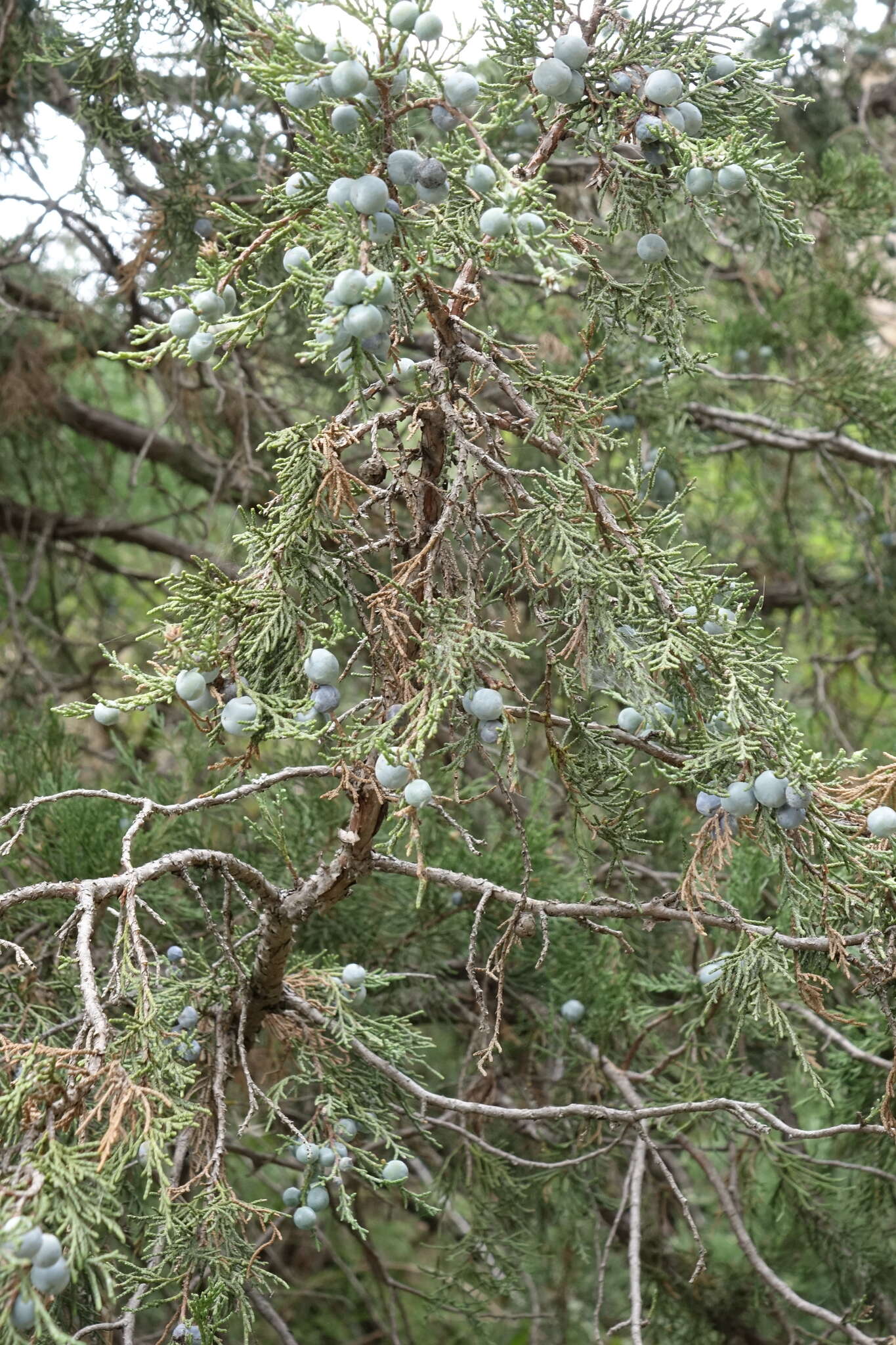 Plancia ëd Juniperus excelsa subsp. polycarpos (K. Koch) Takht.