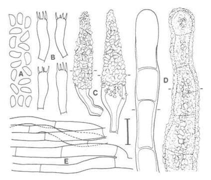 Image de Scopuloides rimosa (Cooke) Jülich 1982