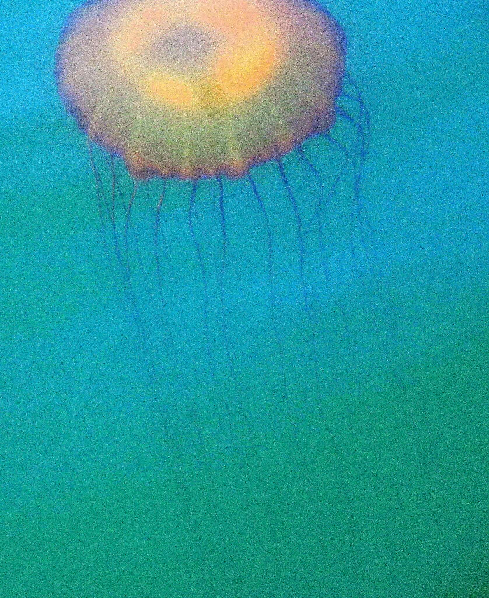 Image of Sea nettle