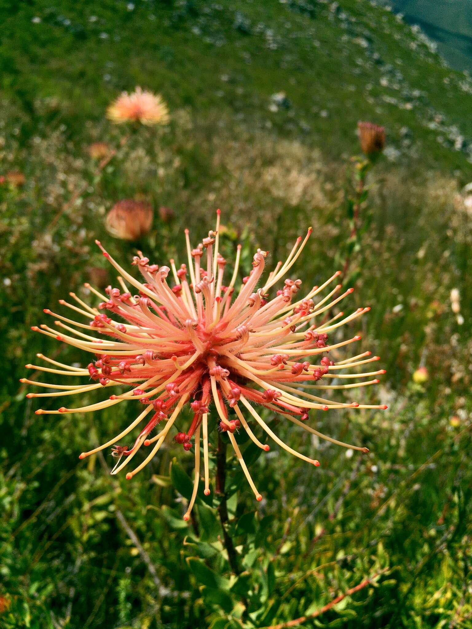 Plancia ëd Leucospermum tottum (L.) R. Br.