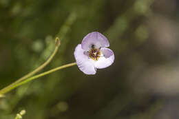 صورة Calochortus palmeri S. Watson