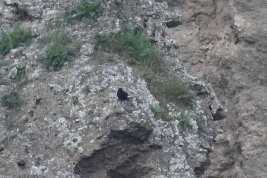 Image of Black Wheatear