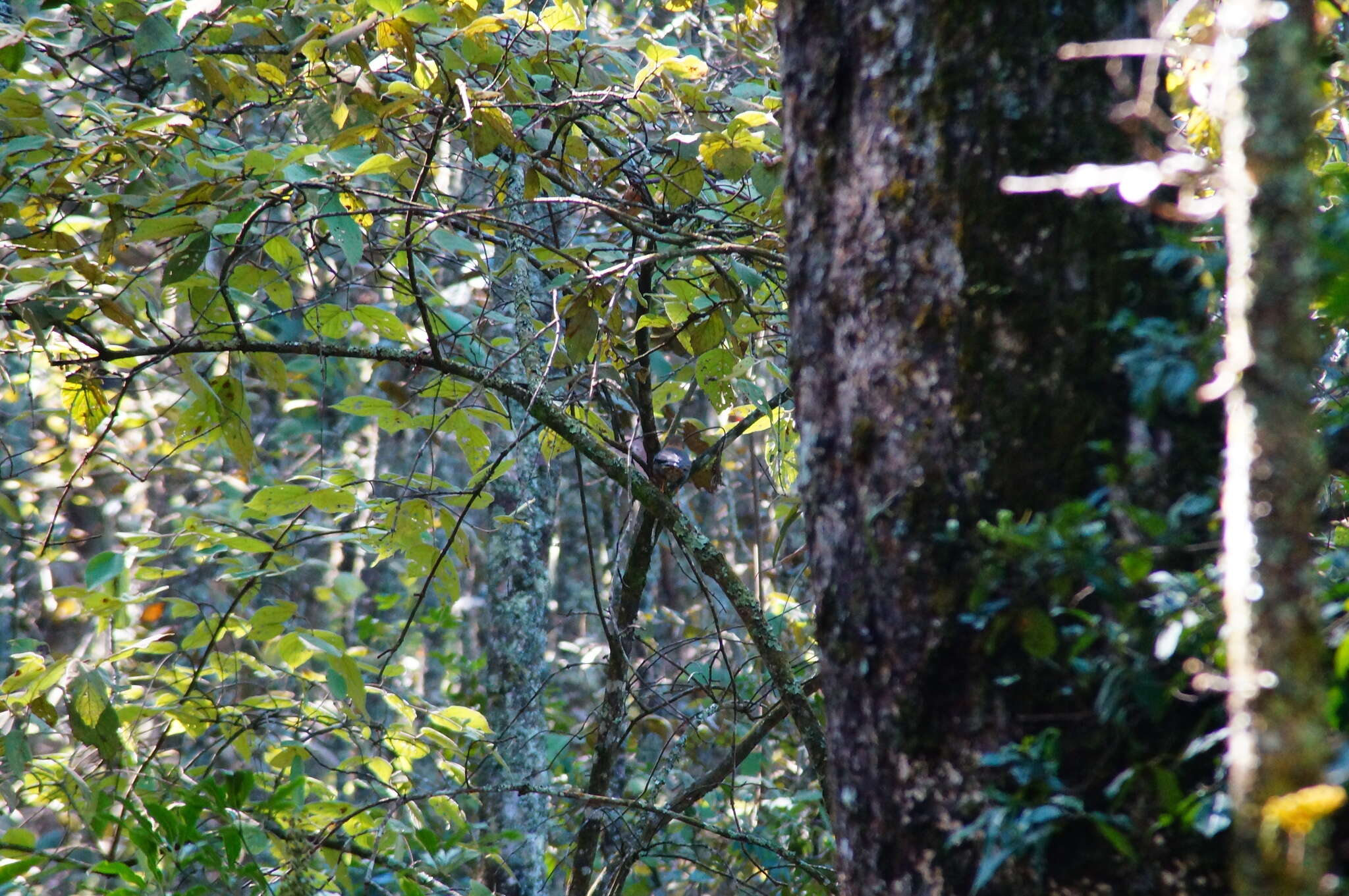 Image of Rufous-collared Robin