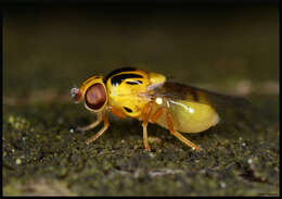 Image of Thaumatomyia notata (Meigen 1830)