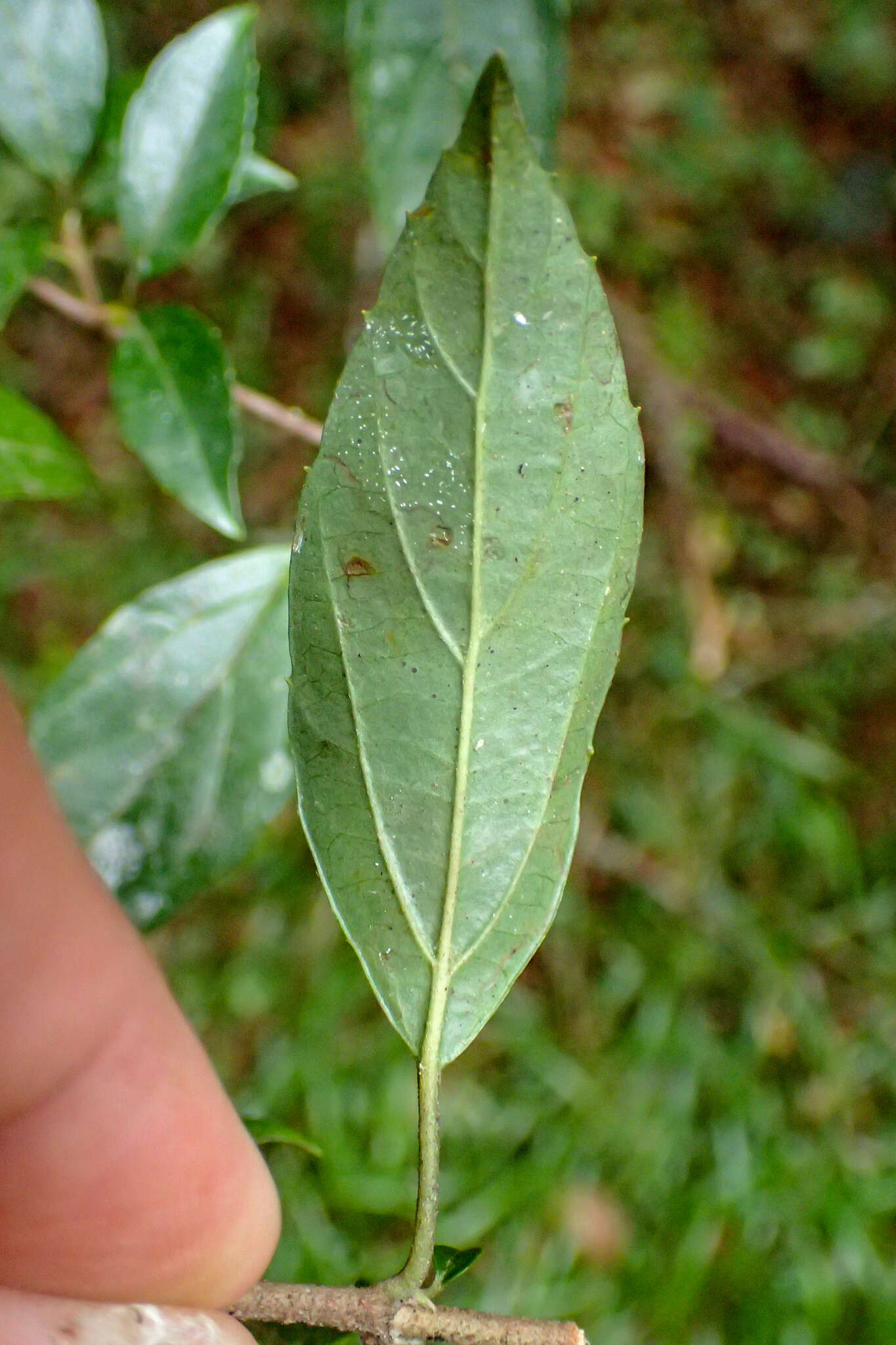 Image of Viburnum foetidum var. rectangulatum (Graebner) Rehder