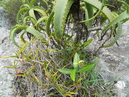 Image of Tridactyle tridentata (Harv.) Schltr.