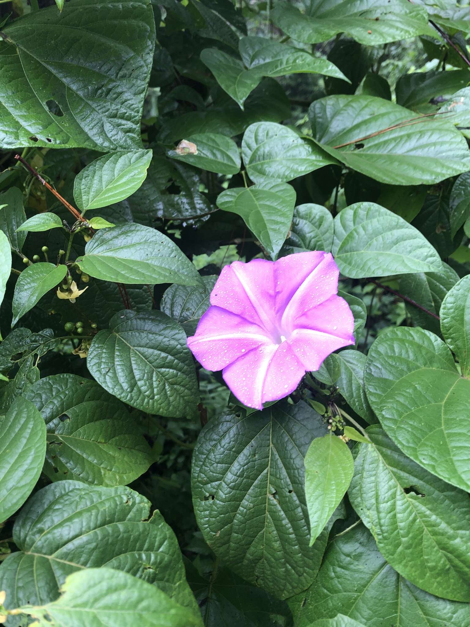 Plancia ëd Ipomoea silvicola House