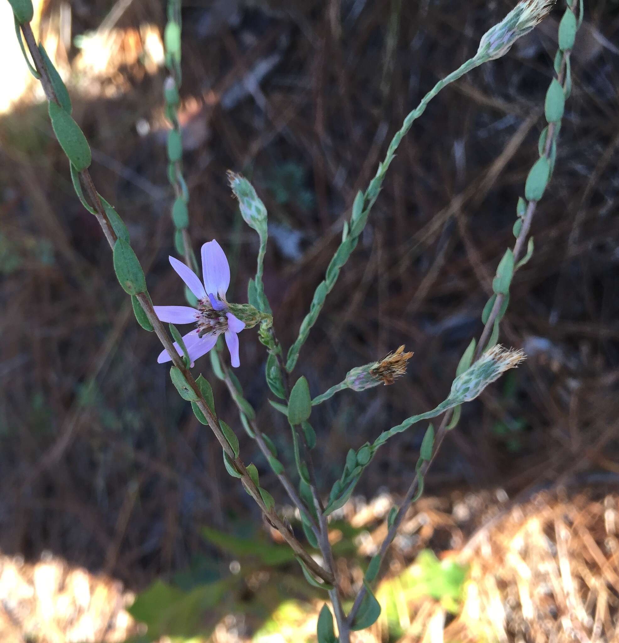 Plancia ëd Symphyotrichum concolor (L.) G. L. Nesom