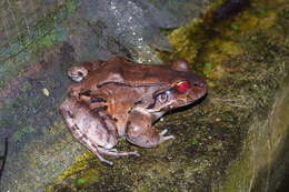 Image of Savage's Thin-toed Frog