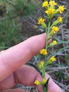 Image of Solidago simplex Kunth