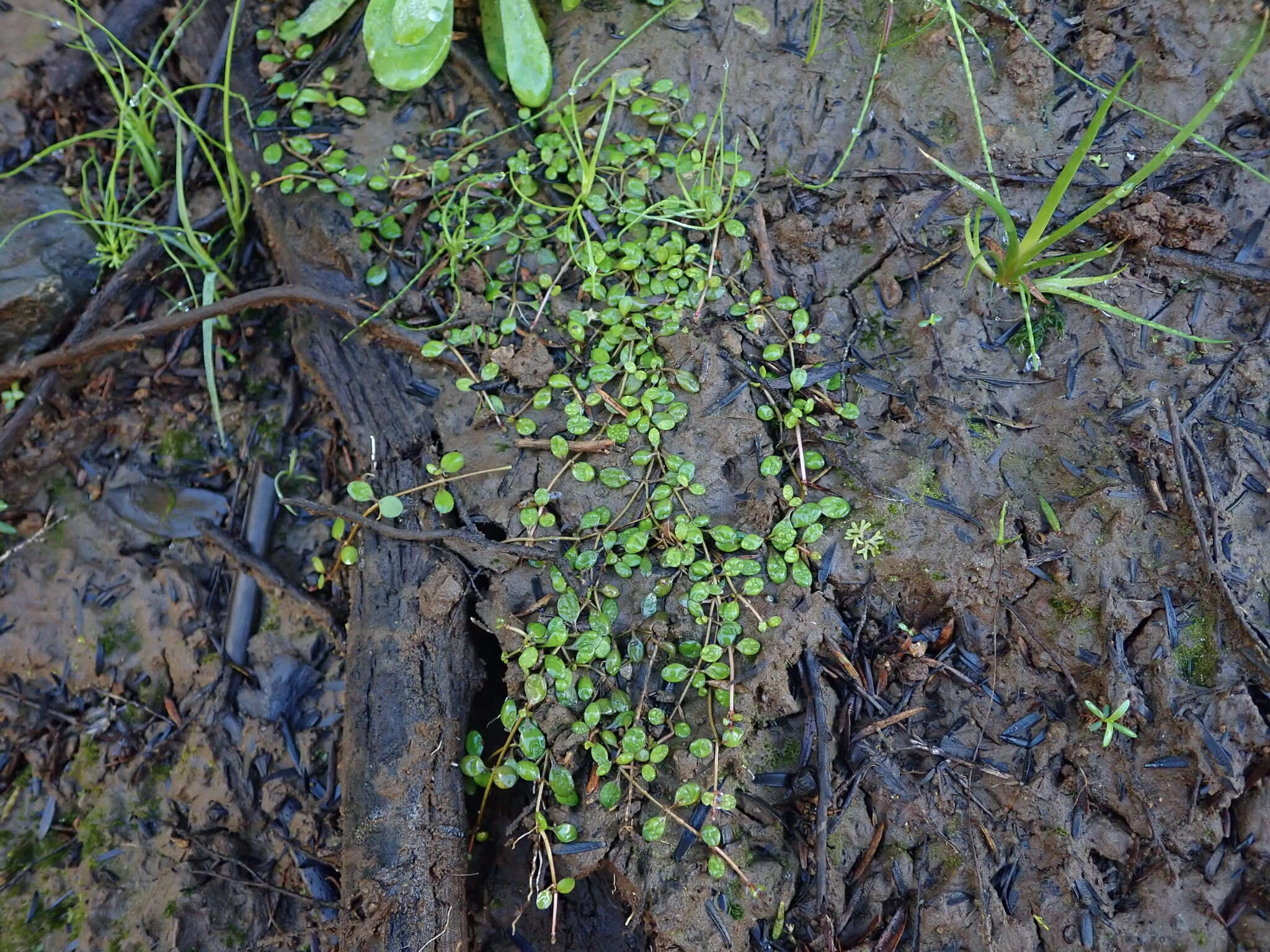 Imagem de Glossostigma elatinoides (Benth.) Benth. ex Hook. fil.