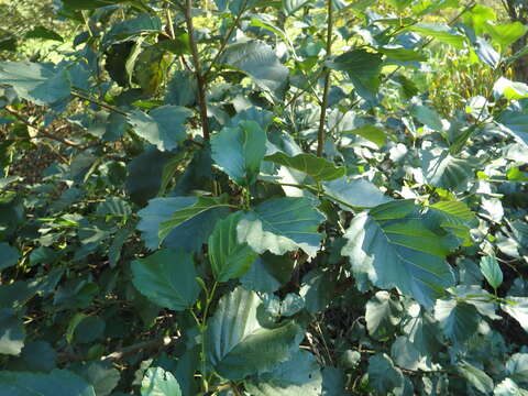 صورة Alnus lusitanica Vít, Douda & Mandák