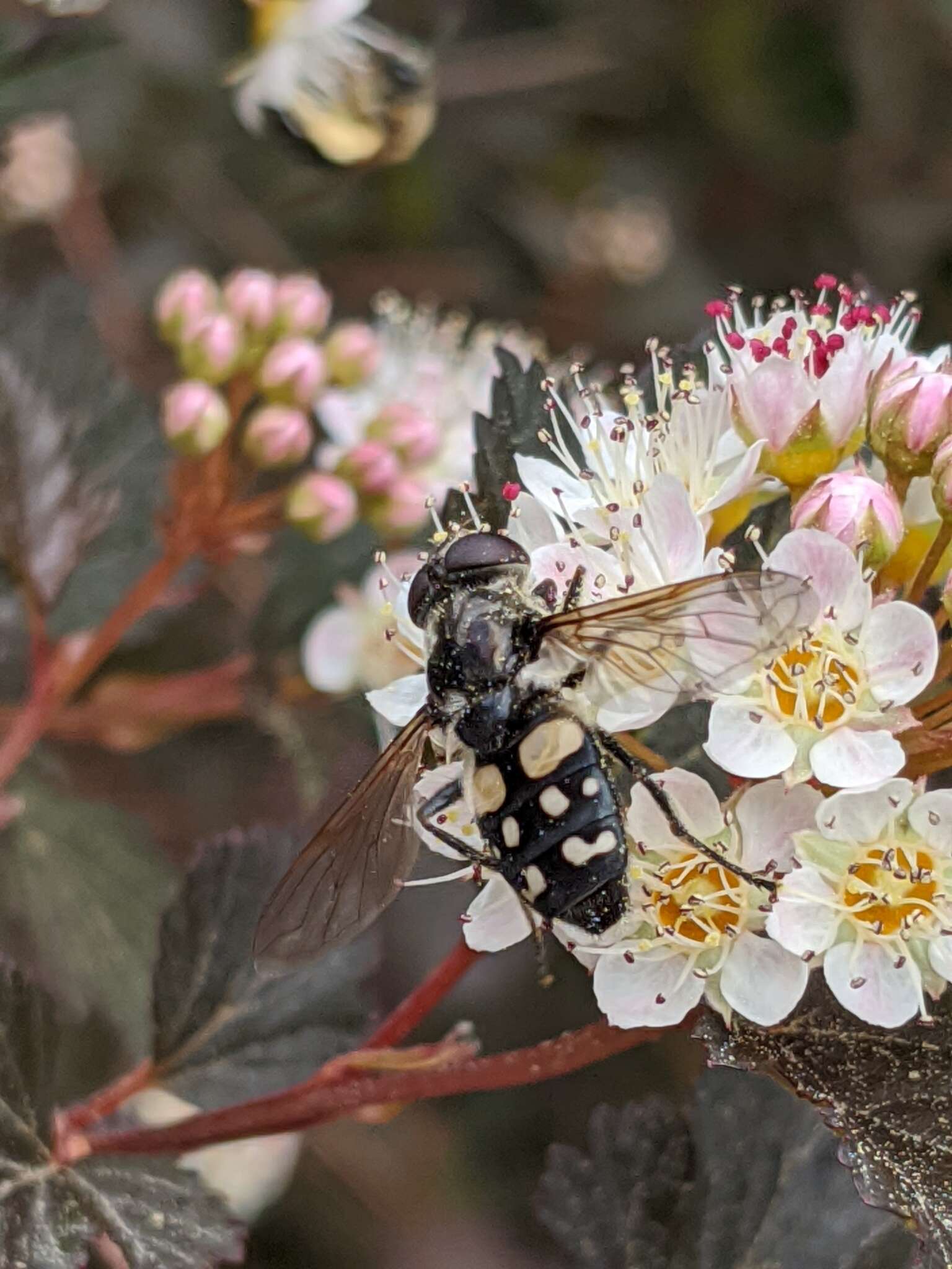 صورة Sericomyia lata (Cqouillett 1907)