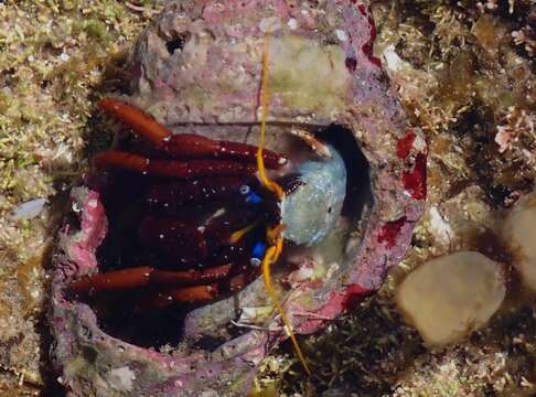 صورة Calcinus morgani Rahayu & Forest 1999