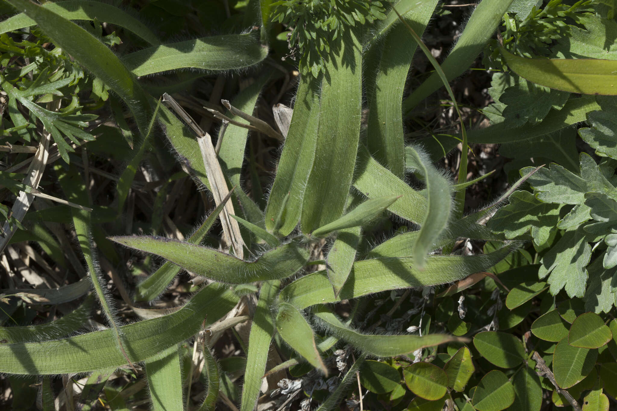 Image of Arundinella hirta (Thunb.) Tanaka