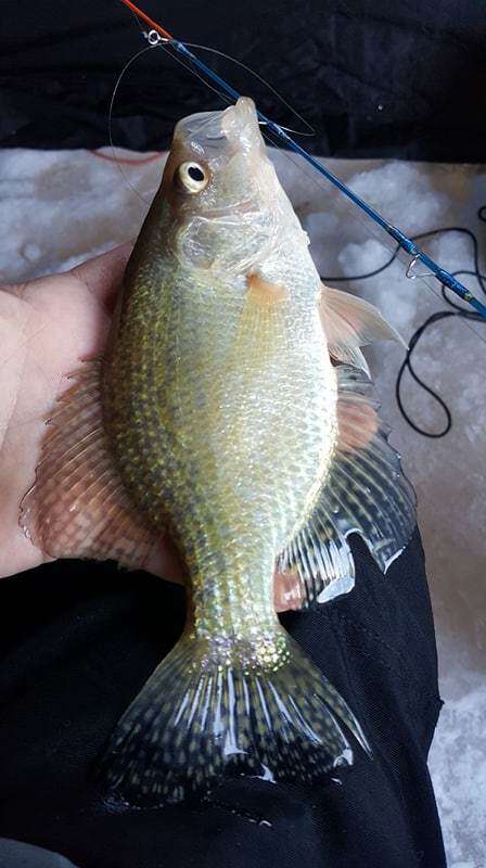 Image of Black Crappie