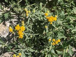 Plancia ëd Picradeniopsis oppositifolia (Nutt.) Rydb.