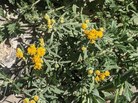 Image de Picradeniopsis oppositifolia (Nutt.) Rydb.