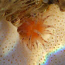 Image of prickly anemone