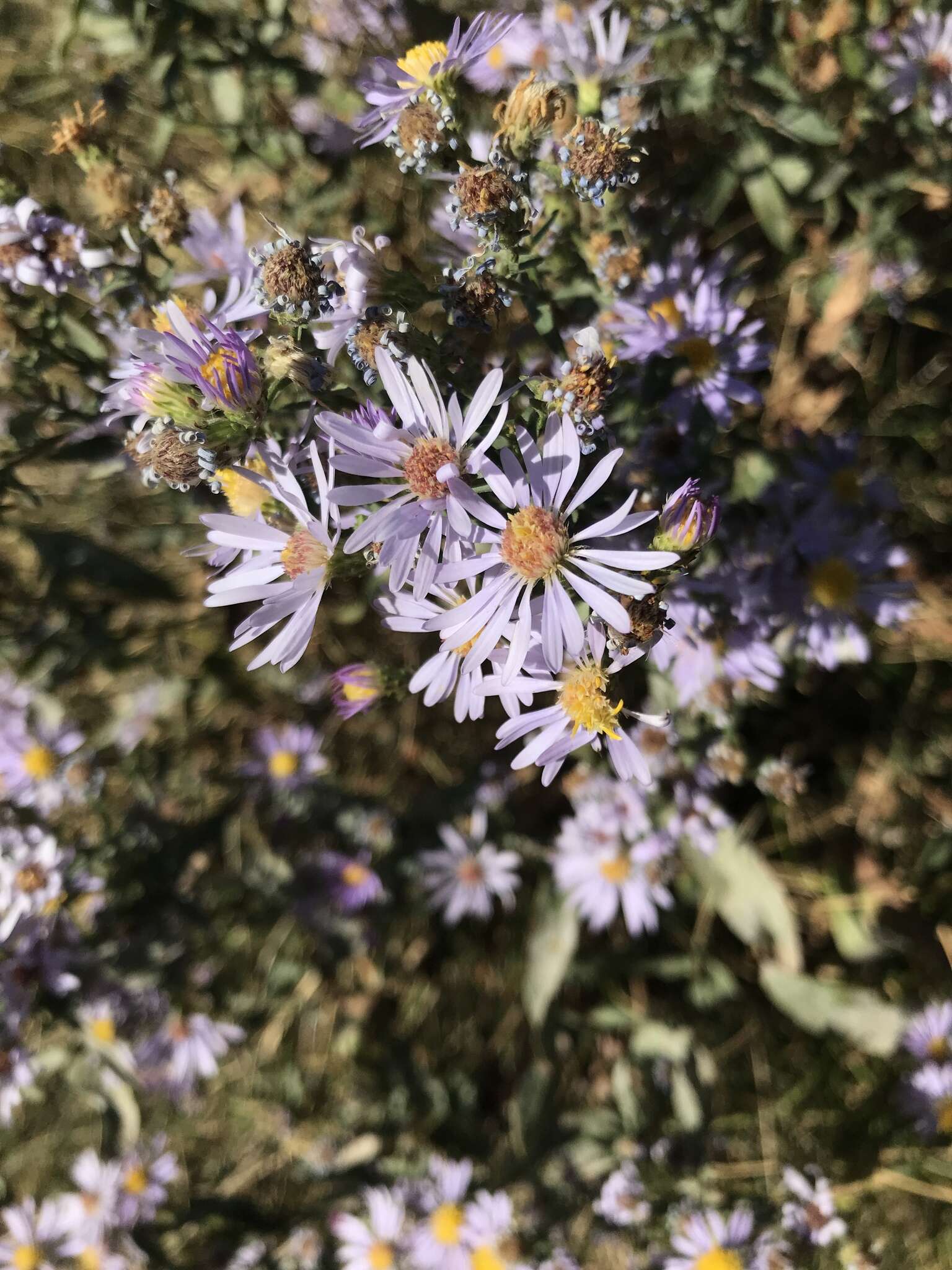 Image of western aster