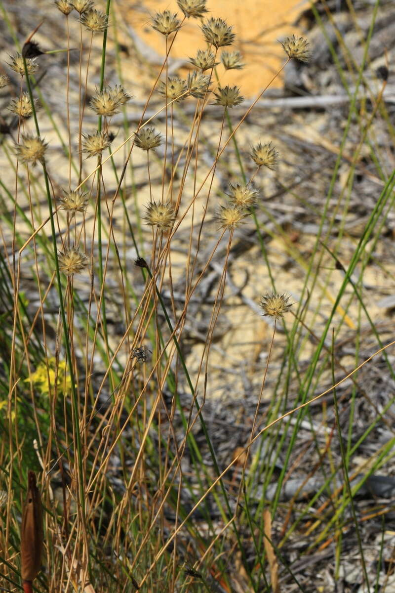 Image of Amphipogon turbinatus R. Br.