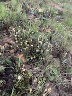 Image of Dwarf Everlasting