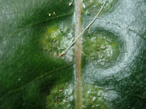 Image of Phytoliriomyza pittosporophylli Hering 1962