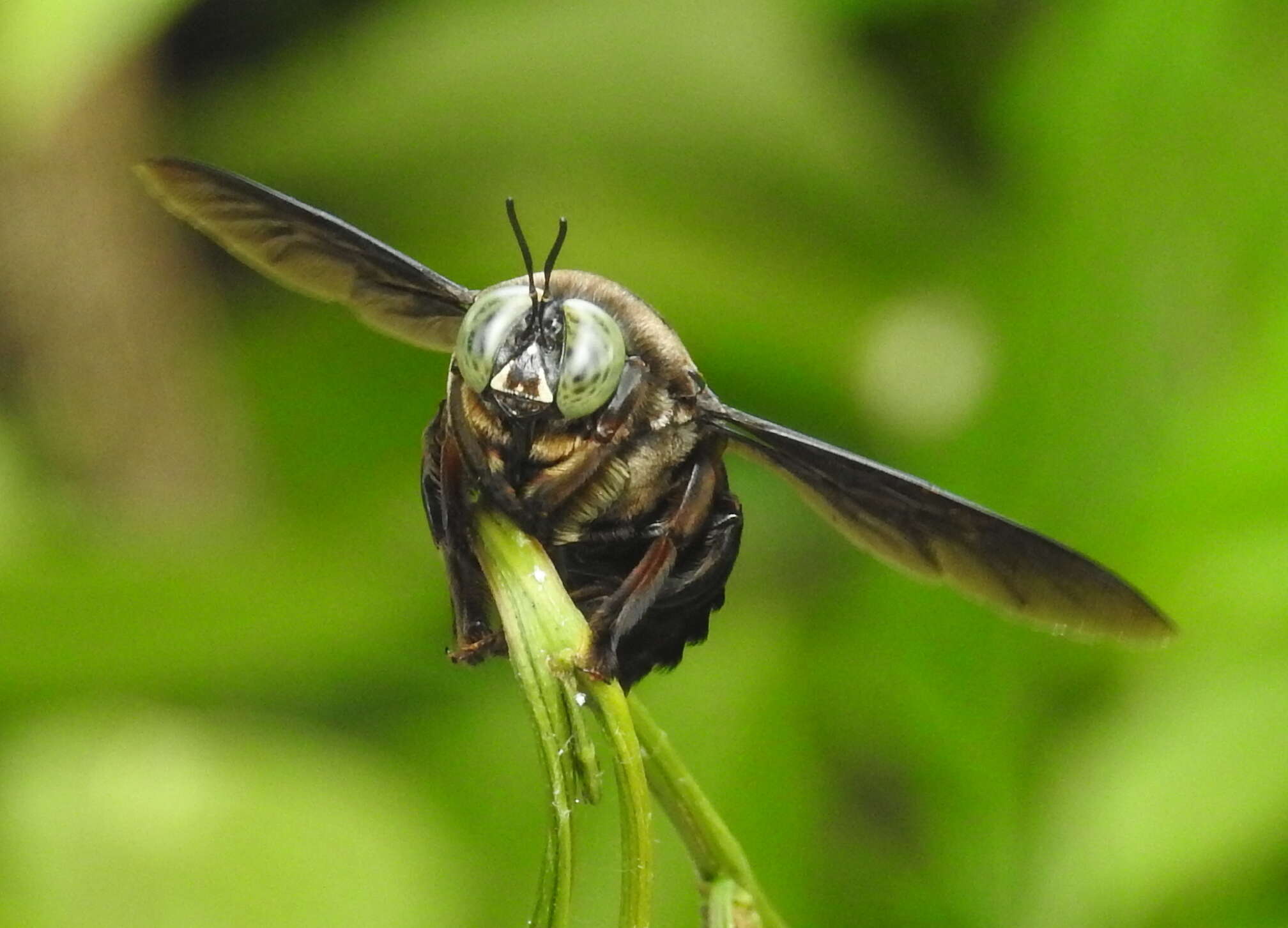 Plancia ëd Xylocopa perforator Smith 1861