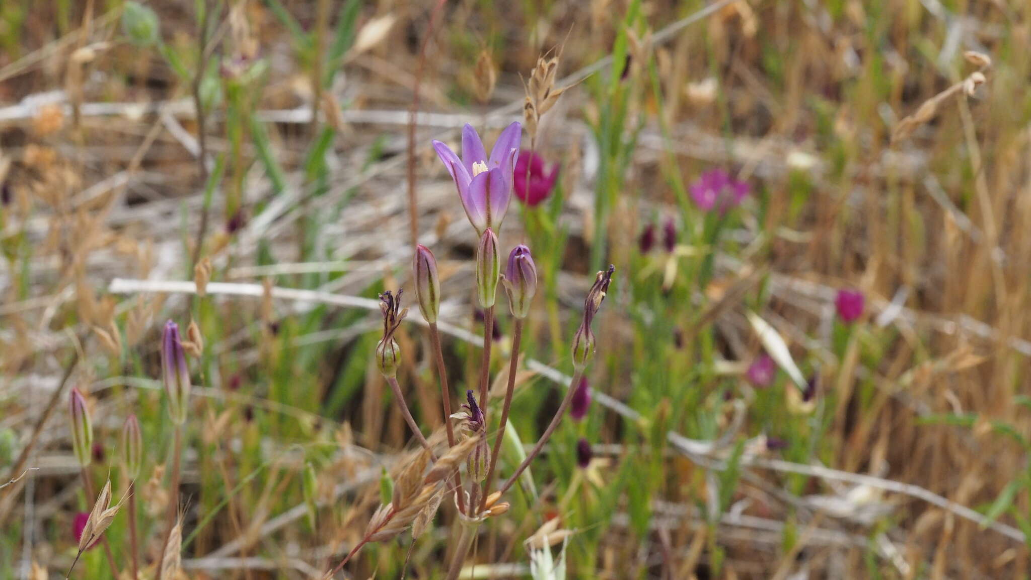 Image de Brodiaea orcuttii (Greene) Baker