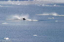 Image of Antarctic Minke Whale