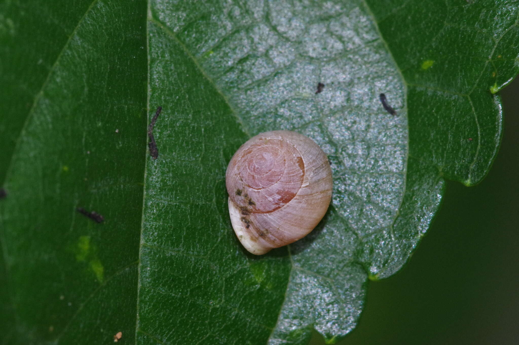 Image of Aphanoconia verecunda (Gould 1859)