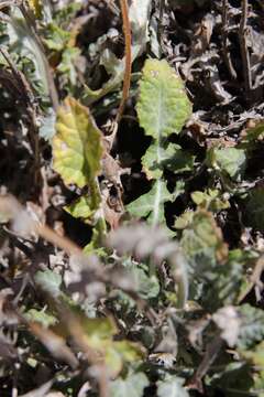 Image of Salvia taraxacifolia Coss. & Balansa