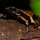 Image of Annulated long-fingered frog