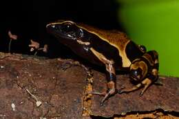 Image of Annulated long-fingered frog