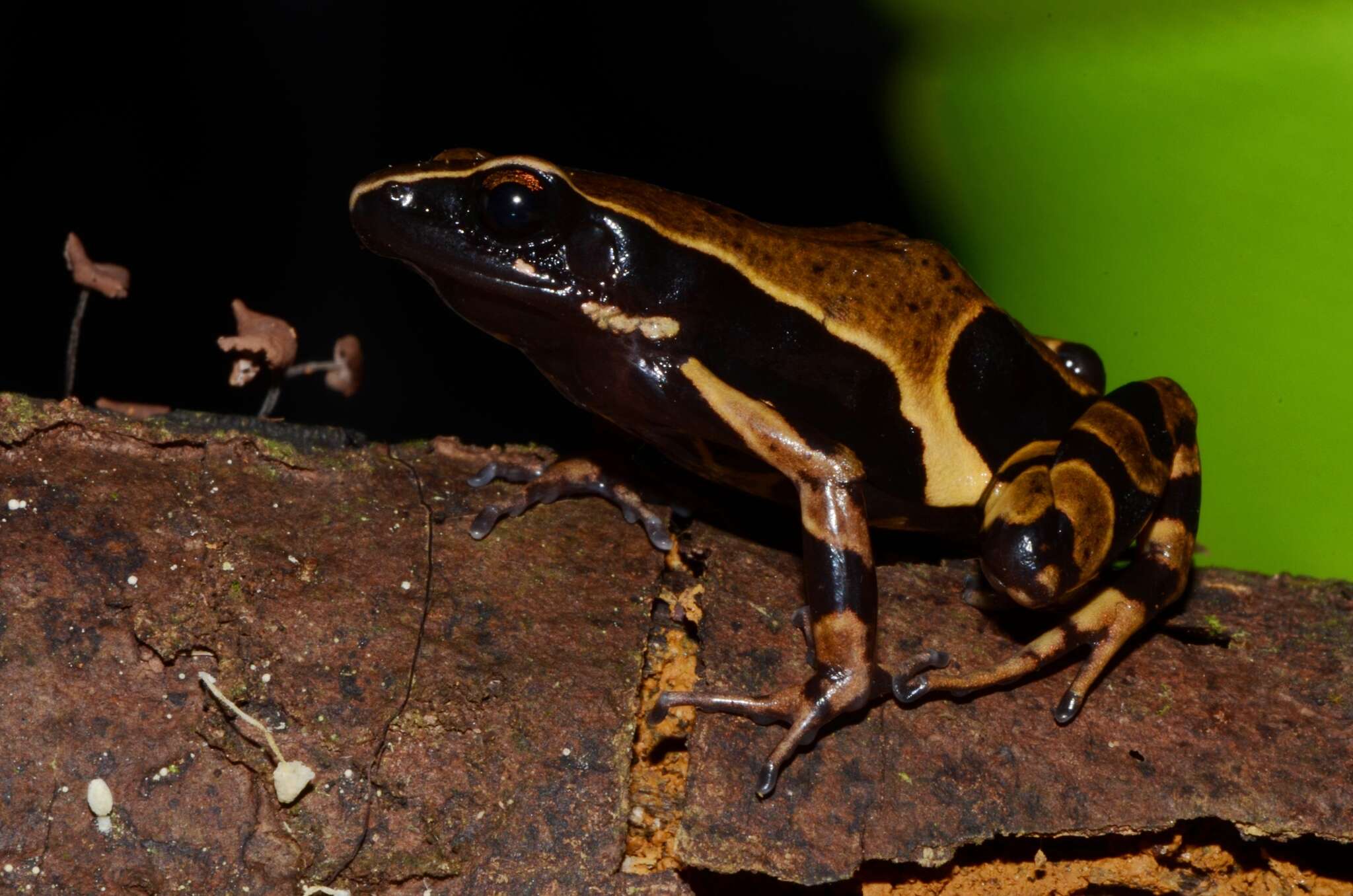 Image of Annulated long-fingered frog