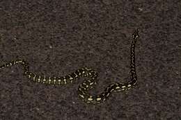 Image of Morelia spilota cheynei Wells & Wellington 1984