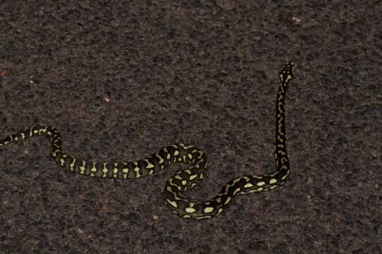 Image of Morelia spilota cheynei Wells & Wellington 1984