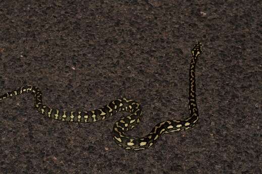 Image of Morelia spilota cheynei Wells & Wellington 1984