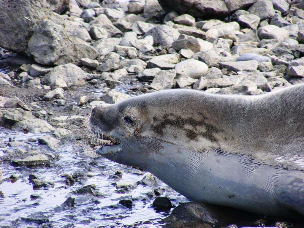 Image of Lobodon Gray 1844